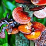 Ganoderma lucidum