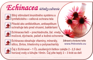 Info Echinacea