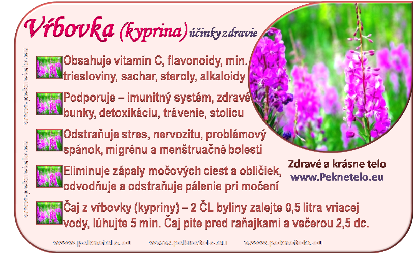 Info obrázok vŕbovka kyprina úzkolistá Info obrázok vŕbovka kyprina úzkolistá
