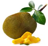 jackfruit breadfruit chlebovnik