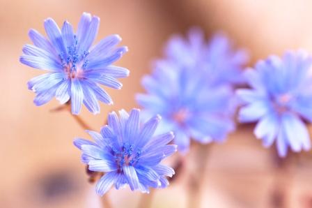Modré kvety čakanky na jemnom pozadí
