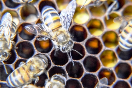 Včely medonosné a produkty