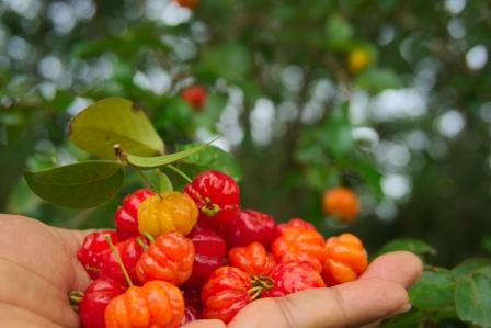 acerola Barbadoska ceresna v ruke