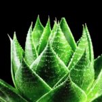 aloe vera rastlina