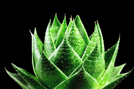 aloe vera rastlina