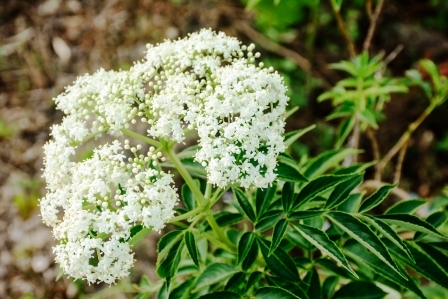 biely kvet valerian so zelenym listom