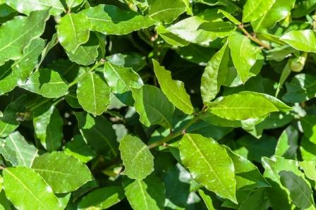 bobkový list rastlina v slnečnom dni
