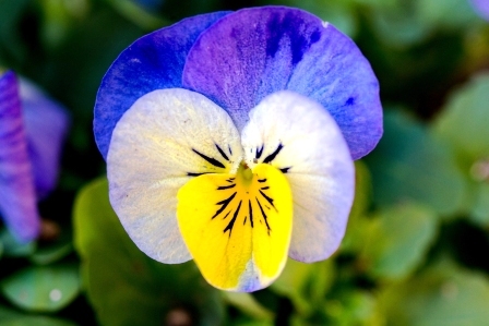 fialka trojfarebna kvet