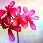 fialový muškátový kvet