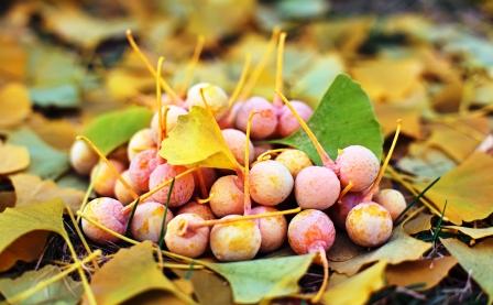 ginko biloba plody