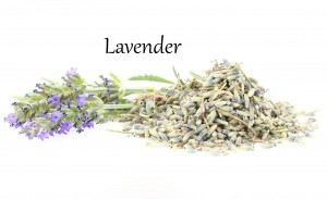 levandula lavender