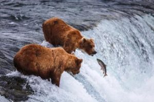 lososy v rieke a medvede