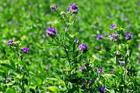 lucerna siata, Alfalfa, kvet a rastlina