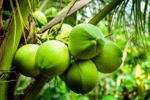 nezrelý kokosový ořech na stromě