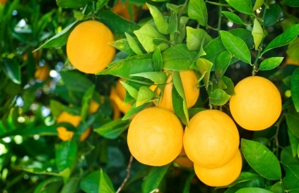pomaranče na strome