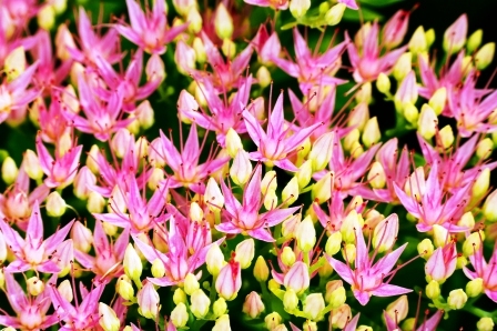 rozchodnica ruzova - kvitnuce liecive rastliny