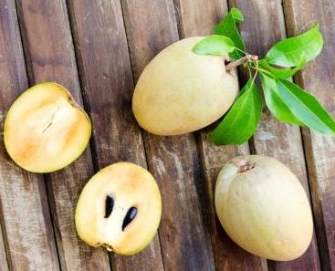 sapodilla manilkara