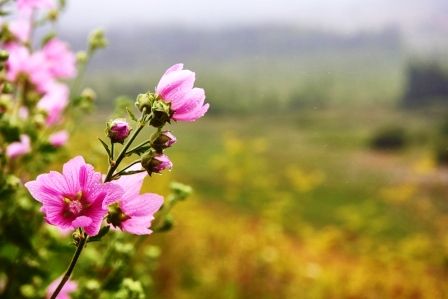 slez maursky, ružové slivky kvety. Kvitnúca pižma v lete.
