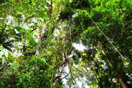slnecne svetlo z tropickeho pralesa