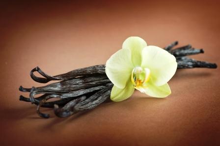 vanilkove lusky a vanilkovy kvet