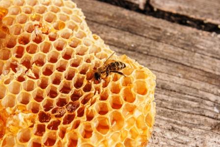 včela na pláste so sladkým medom